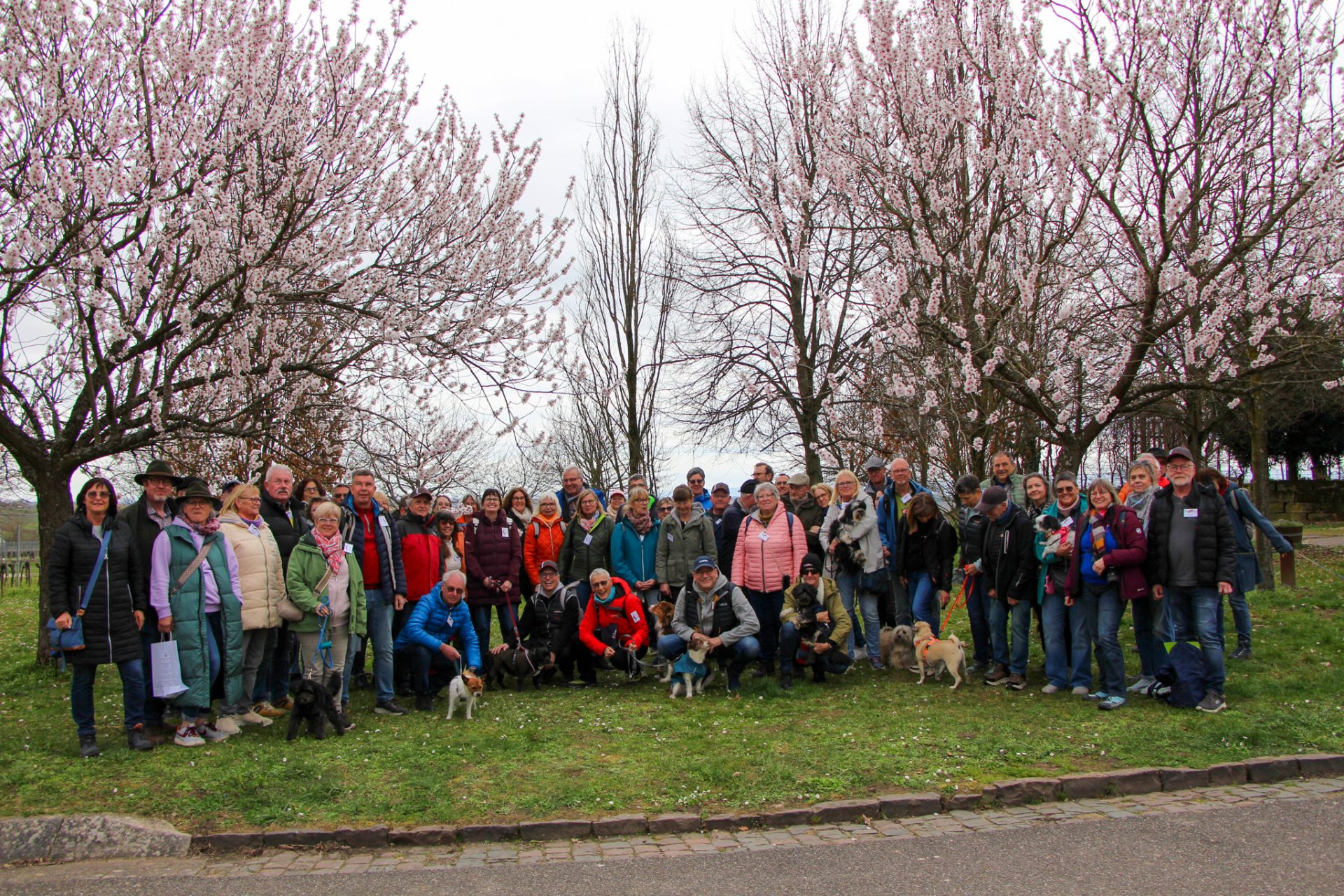 Gruppenbild der Malibu Van Fans unter Mandelblüten